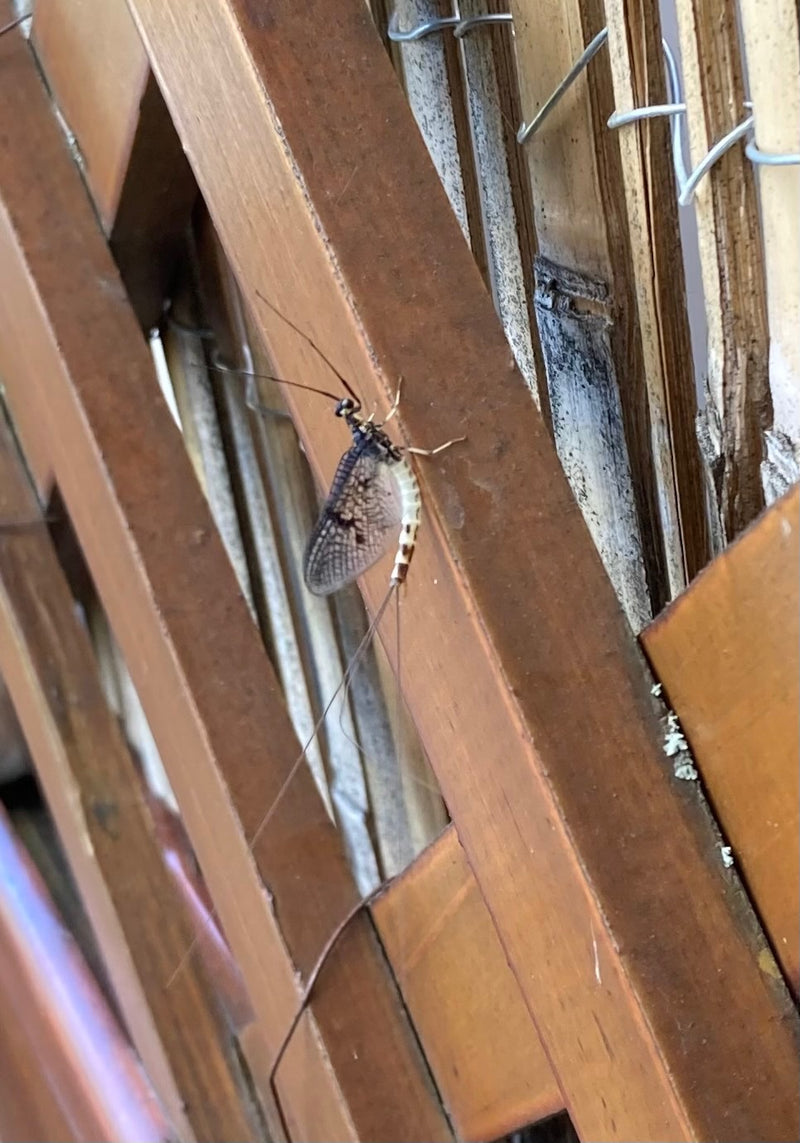 Die Gemeine Eintagsfliege ist ein bekanntes Insekt, dessen Larven in sauberen Fließgewässern leben. Die adulten Tiere leben nur sehr kurz, um sich fortzupfla...