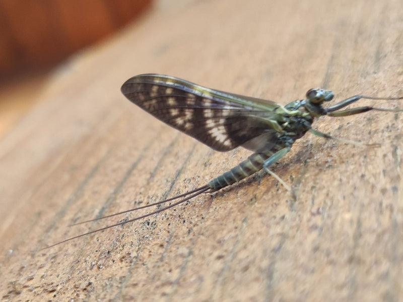 Gemeine Eintagsfliege — Bild 3 von 12