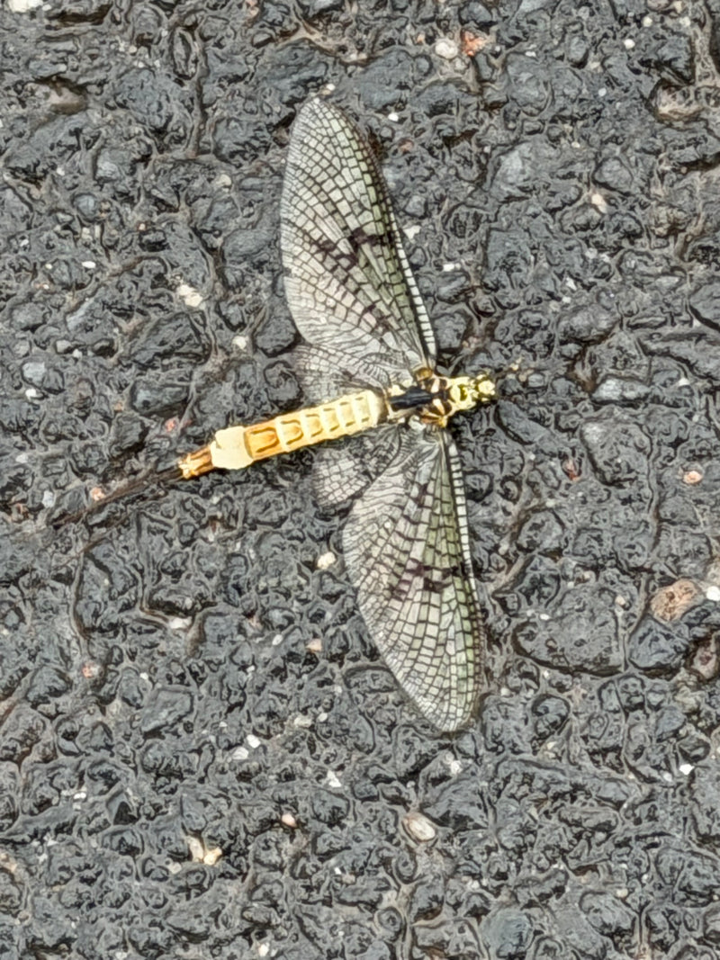 Gemeine Eintagsfliege — Bild 1 von 12