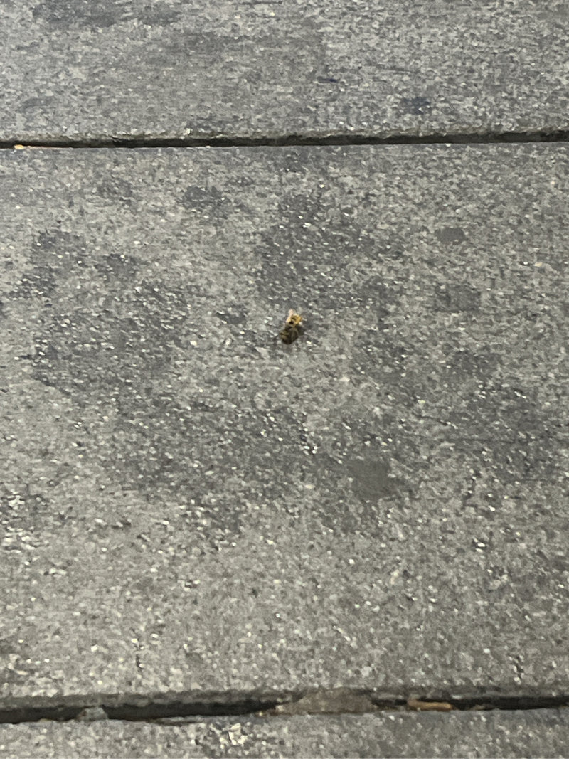 Gemeine Feldschwebfliege — Bild 4 von 15