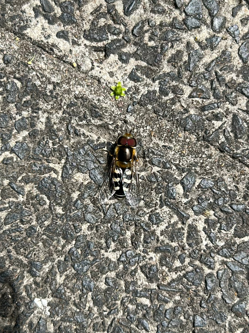 Gemeine Feldschwebfliege — Bild 1 von 15