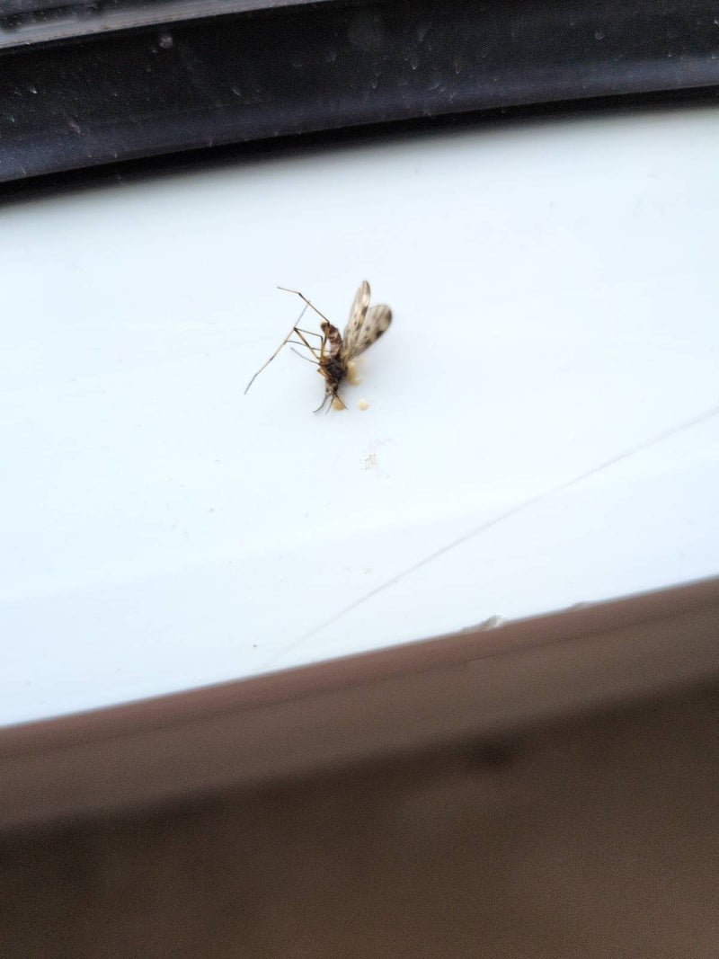 Auf dem Bild ist eine Gemeine Fenstermücke zu sehen, die auf einer hellen Oberfläche ruht. Die charakteristischen Flügelzeichnungen sind gut erkennbar.