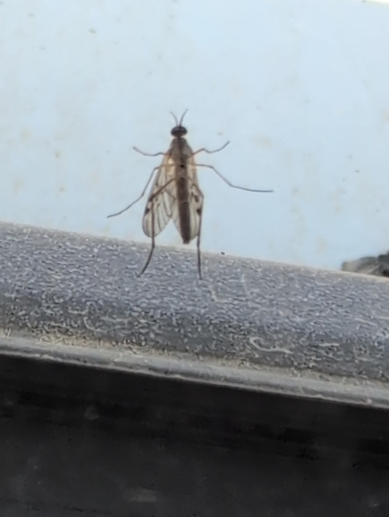 Eine Gemeine Fenstermücke sitzt auf einer grauen Fensterbank. Die charakteristischen Flügel und langen Beine sind gut zu erkennen.