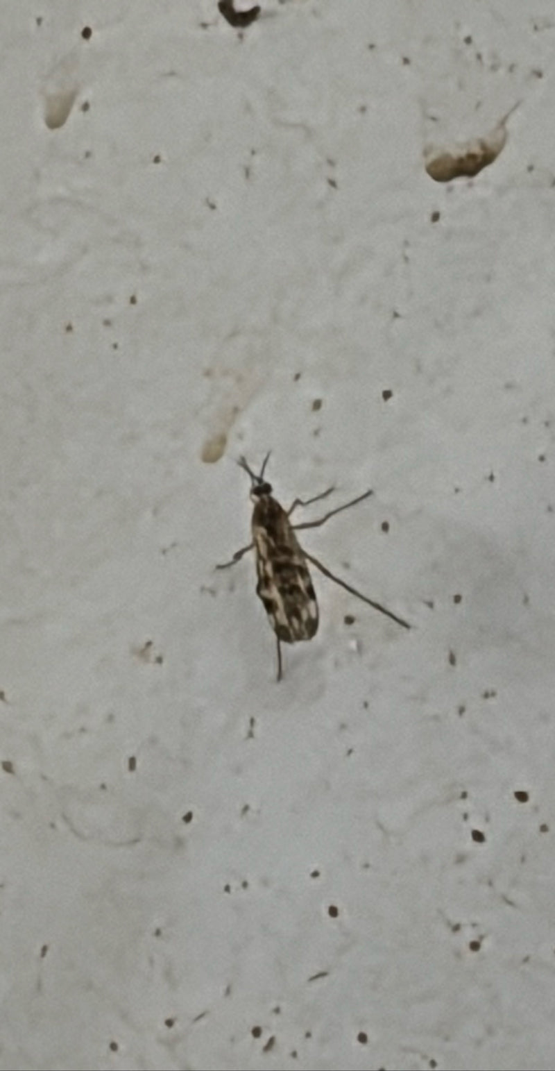 Auf dem Bild ist eine Gemeine Fenstermücke zu sehen, die auf einer hellen Wand sitzt. Ihre typisch gemusterten Flügel sind deutlich erkennbar.