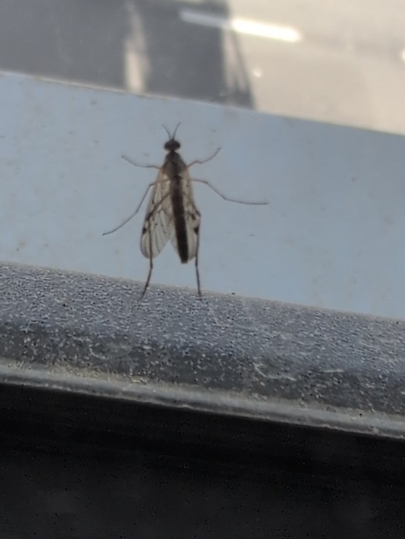 Eine Gemeine Fenstermücke sitzt auf einer grauen Fensterbank. Die gemusterten Flügel und die langen Beine sind gut zu erkennen.