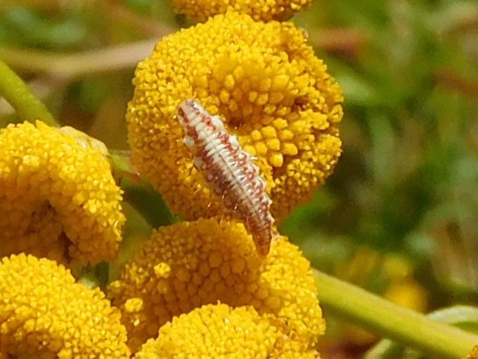 Gemeine Florfliege — Bild 1
