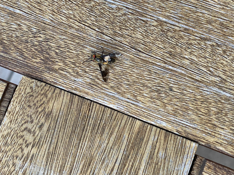 Gemeine Goldaugenbremse — Bild 3 von 20