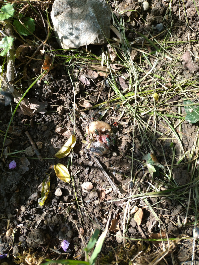 Gemeine Goldfliege — Bild 1 von 11
