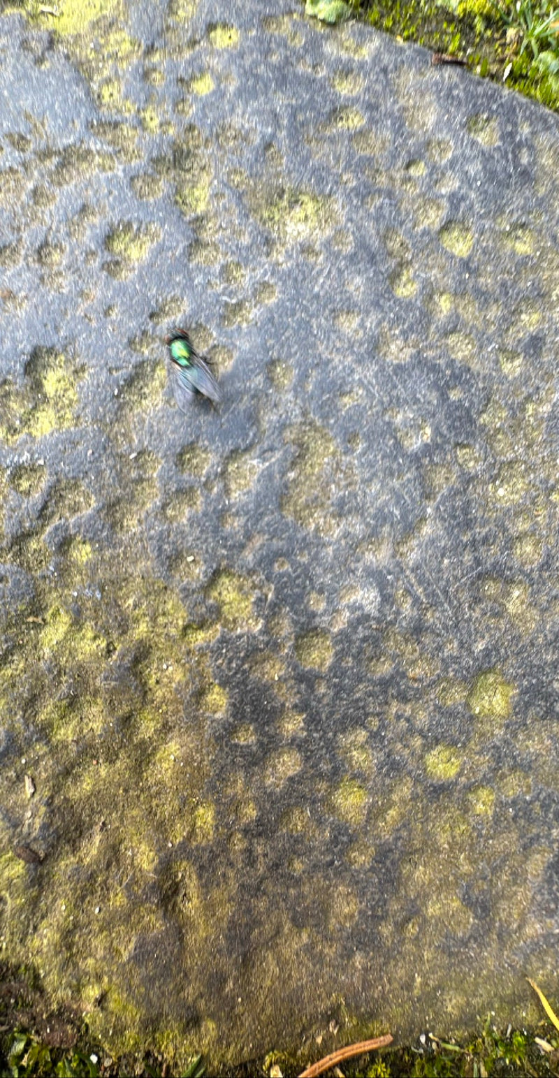 Gemeine Goldfliege — Bild 4 von 25
