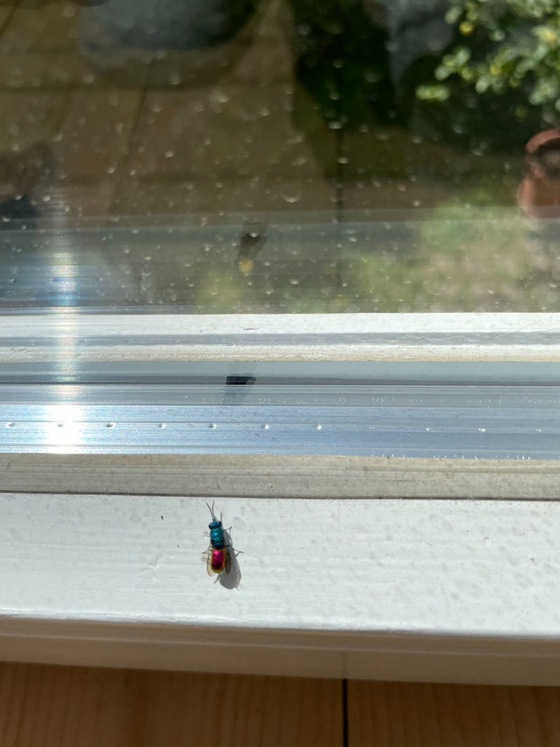 Goldwespen sind parasitisch lebende Insekten, die ihre Eier in die Nester anderer Wespen oder Bienen legen. Sie sind für ihre brillante, metallisch glänzende...