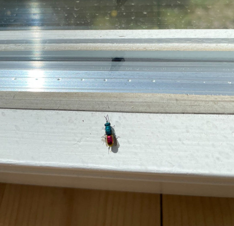 Eine Gemeine Goldwespe sitzt auf einem hellen Fensterrahmen. Das Insekt zeigt seine charakteristische metallisch glänzende Färbung mit blaudunklem Kopf und r...