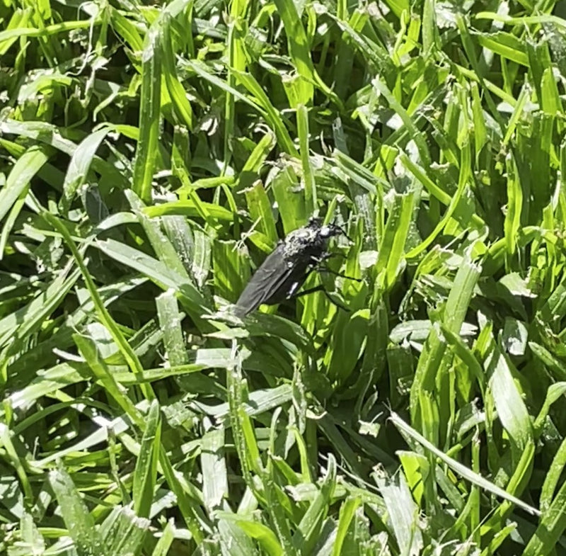 Eine schwarze Märzfliege sitzt auf grünem Gras. Das Insekt ist gut erkennbar.