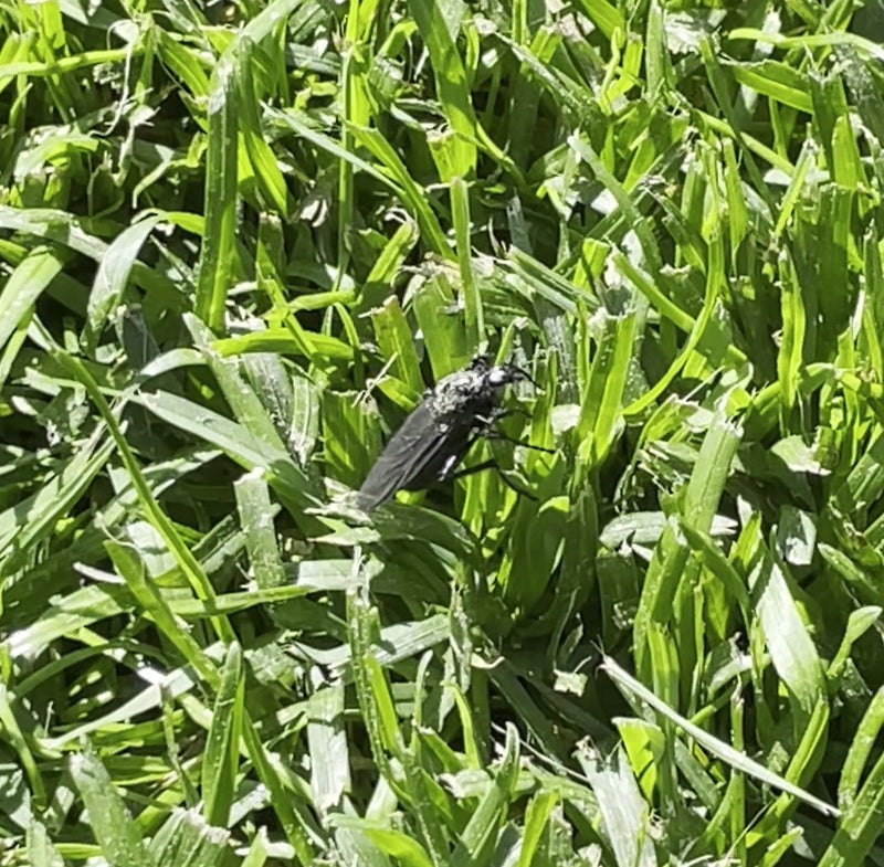 Eine schwarze Märzfliege sitzt auf grünem Rasen. Das Insekt ist gut erkennbar zwischen den Grashalmen.