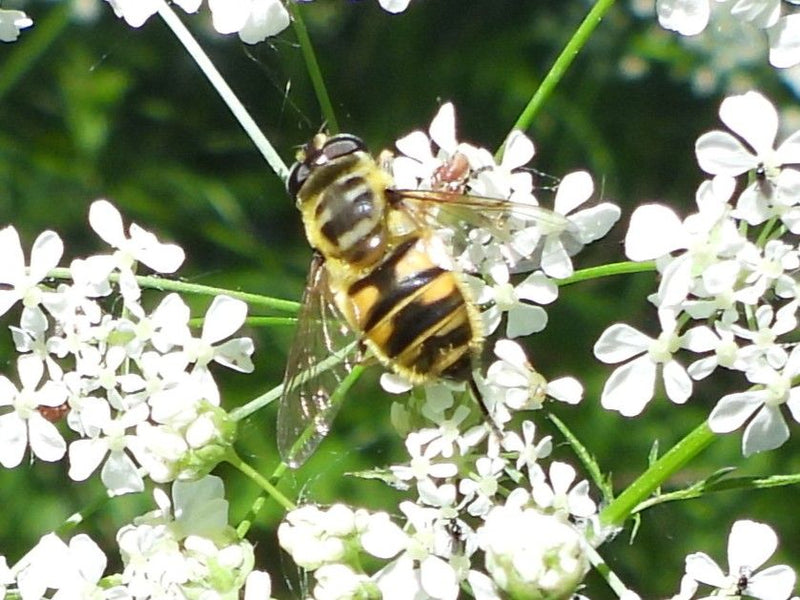 Gemeine Keilfleckschwebfliege — Bild 1 von 12