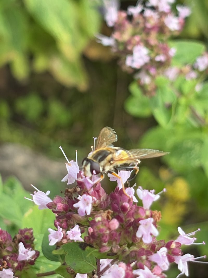 Gemeine Keilfleckschwebfliege — Bild 4 von 12