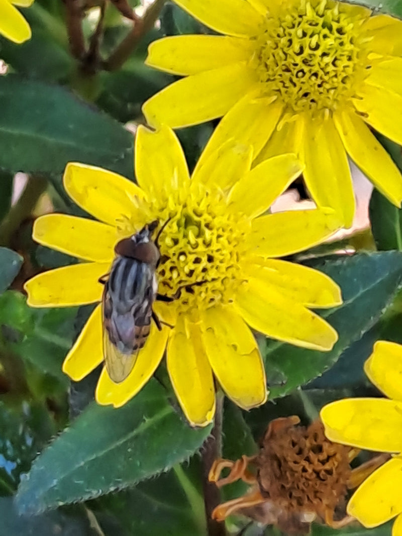 Gemeine Keilfleckschwebfliege — Bild 2 von 12