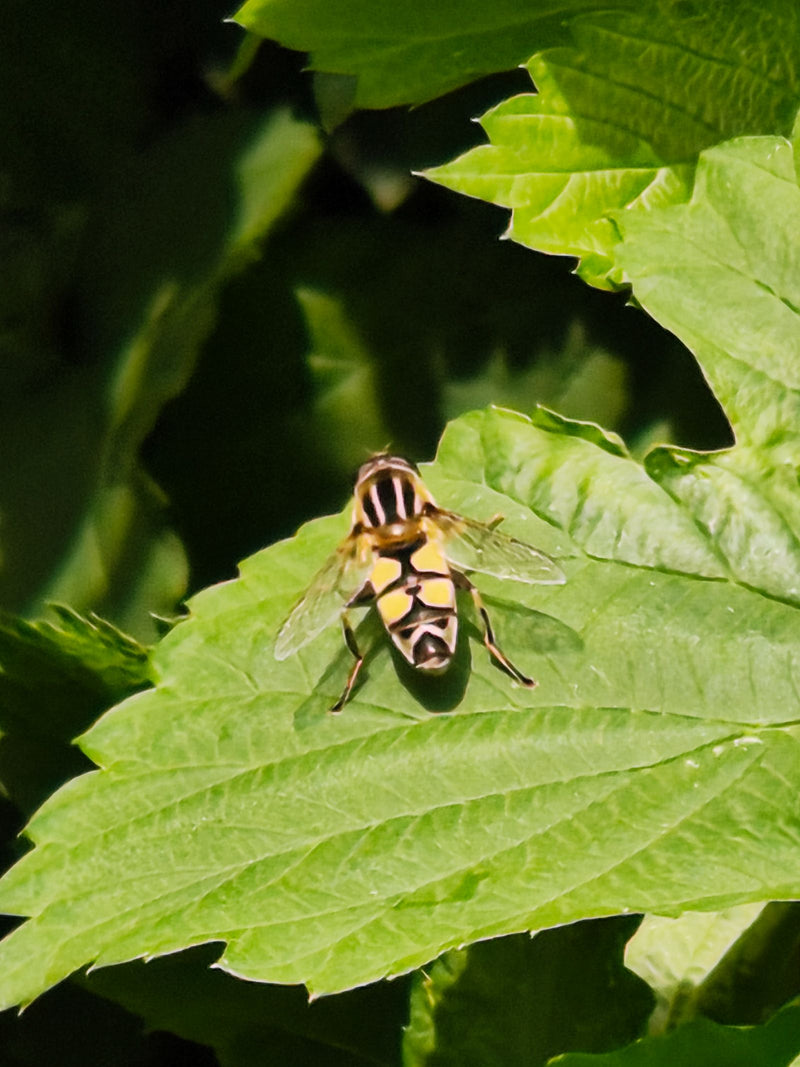 Gemeine Keilfleckschwebfliege — Bild 3 von 12