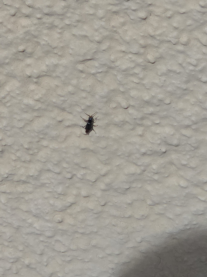 Auf dem Bild ist eine Gemeine Keulenwespe zu sehen, die auf einer strukturierten, hellen Wand sitzt.