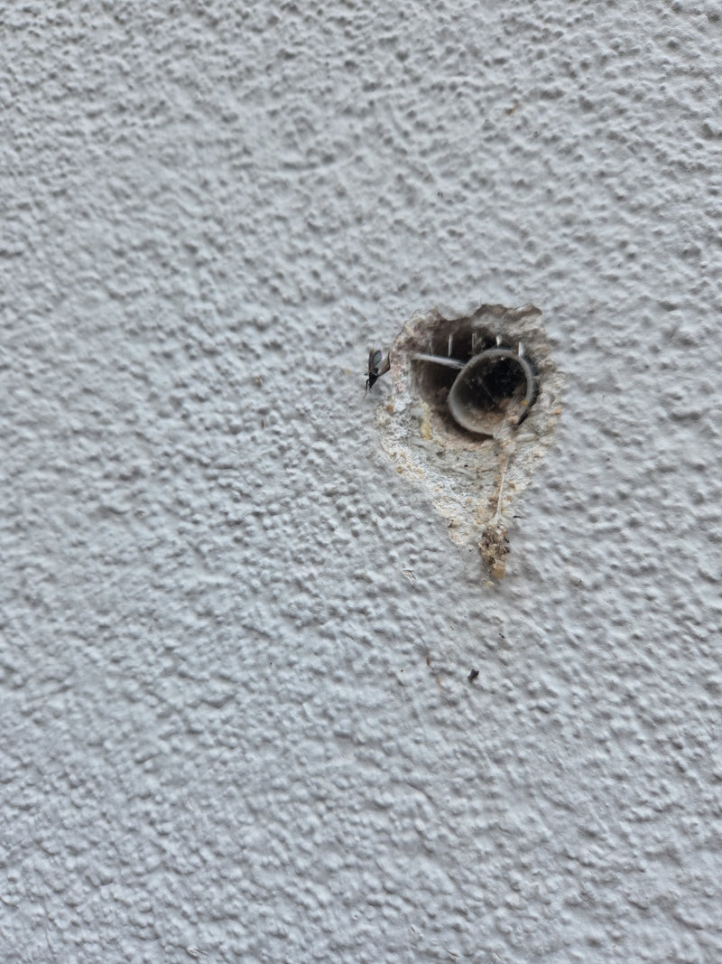 Eine Gemeine Mauerwespe sitzt an einem kleinen Bohrloch in einer hellen verputzten Wand. Sie ist sehr klein und kaum zu erkennen.