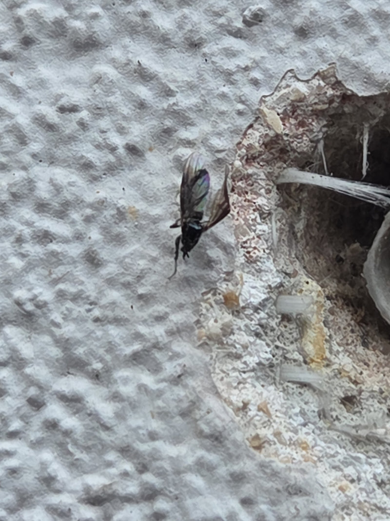 Auf der hellen, verputzten Wand sitzt eine Gemeine Mauerwespe nahe einem kleinen Loch. Sie ruht auf dem rauen Untergrund.