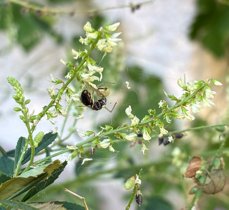 Gemeine Mauerwespe — Bild 3 von 3