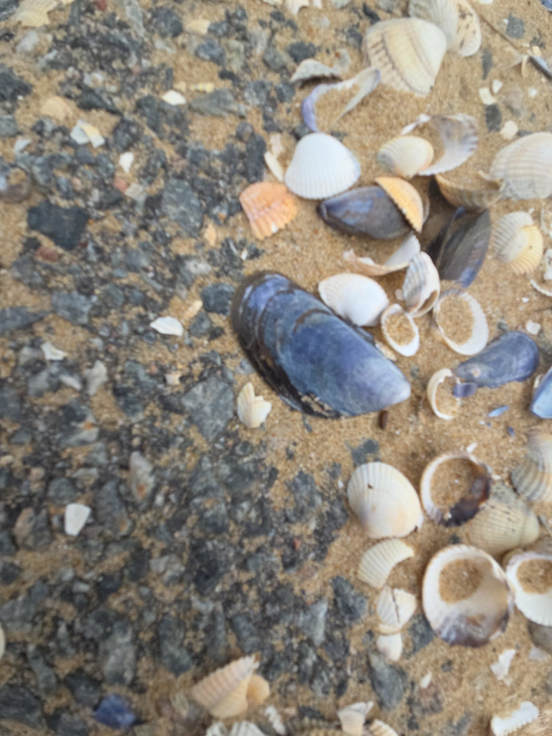 Auf dem Bild sind mehrere Muschelschalen, darunter eine gut erkennbare Gemeine Miesmuschel, auf sandigem und kiesigem Untergrund zu sehen.