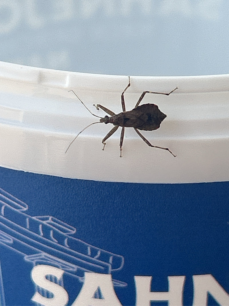 Auf dem Rand eines weißen Plastikbehälters sitzt eine Nymphe der Gemeinen Mordwanze. Das Insekt ist gut erkennbar und ruht auf der glatten Oberfläche.