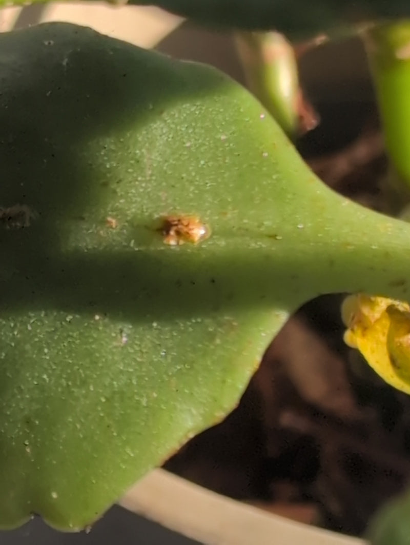 Auf der Oberseite eines grünen Pflanzenblattes sitzt eine Orangenschildlaus. Das Insektenweibchen verharrt unbeweglich auf dem Untergrund.