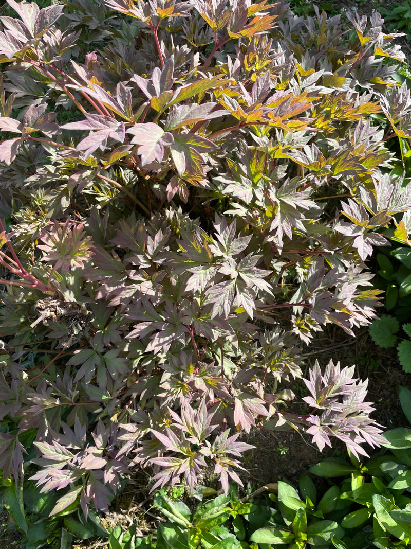 Zu sehen ist eine Gemeine Pfingstrose mit ihren typischen, tief gelappten Blättern und rötlichen Stängeln. Die Pflanze steht in einem Garten.