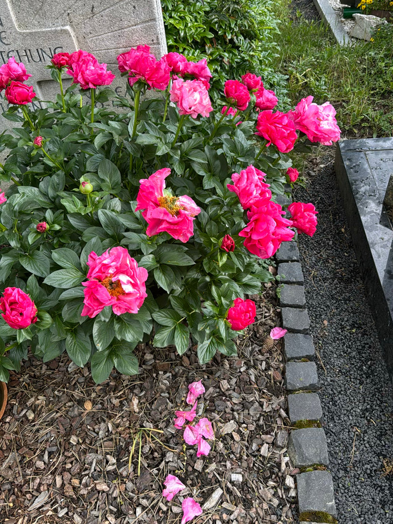Zu sehen ist ein üppiger Bush der Gemeinen Pfingstrose mit zahlreichen kräftig pinken Blüten. Die Pflanze steht in einem Beet mit Rindenmulch neben einer Gra...