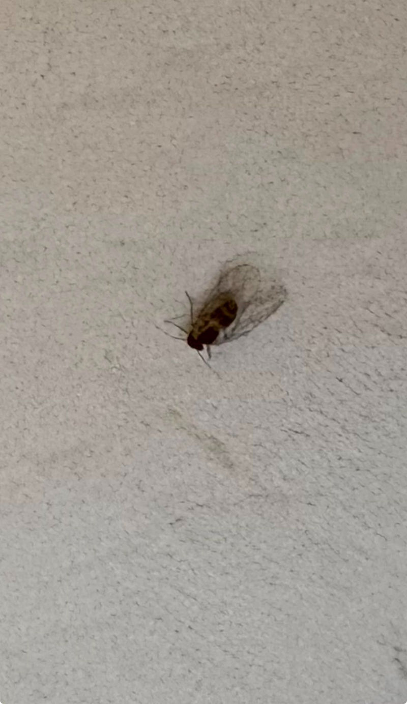 Eine Gemeine Rindenlaus sitzt auf einer hellen Wand. Ihre transparenten Flügel und der charakteristische Körperbau sind gut erkennbar.