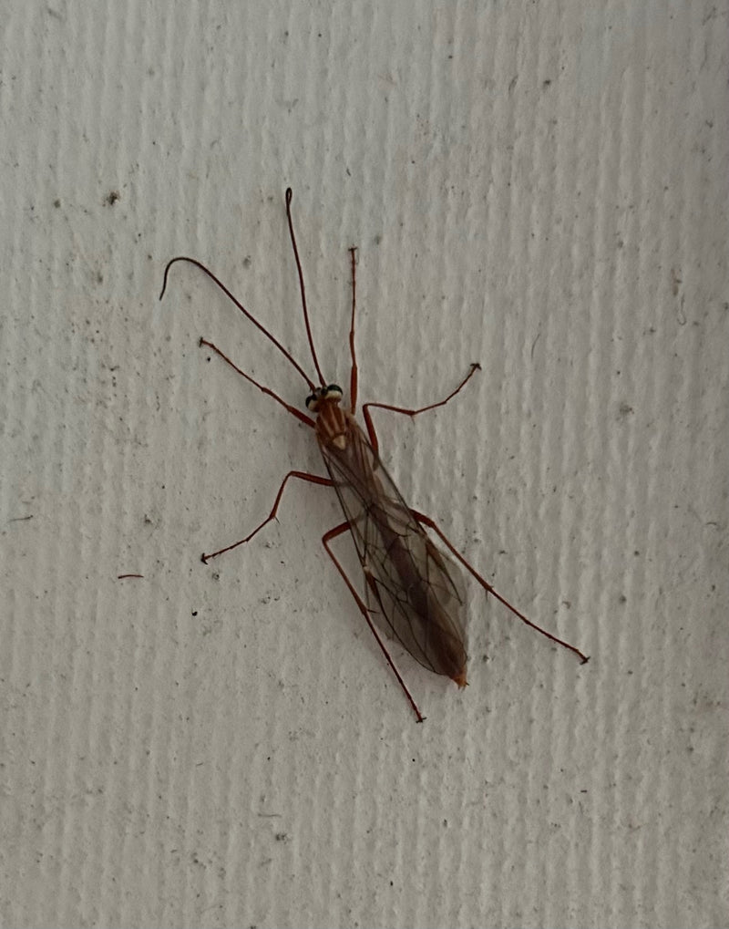 Eine Gemeine Schlupfwespe sitzt mit langen Fühlern und Beinen regungslos an einer hellen Wand.