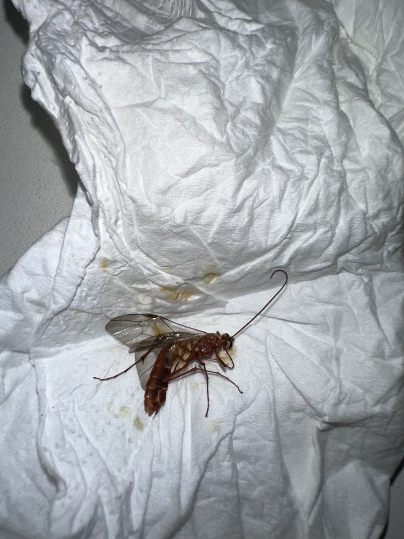Eine bernsteinfarbene Schlupfwespe liegt mit ausgebreiteten Flügeln und langen Fühlern auf einem zerknüllten Papiertuch.