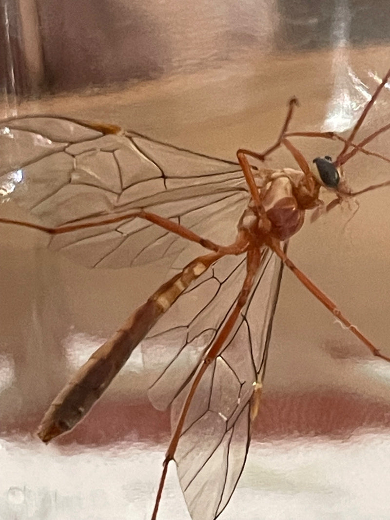 Nahaufnahme einer großen, rotbraunen Schlupfwespe von unten, bei der die transparenten Flügel mit feiner Aderung und die langen, dünnen Beine gut zu erkennen...