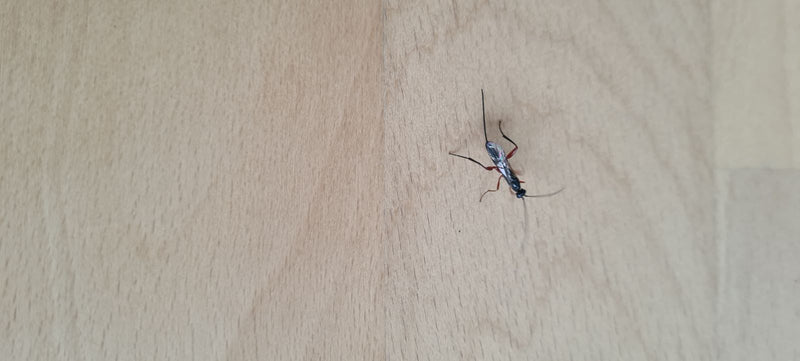 Die Gemeine Schlupfwespe ist ein parasitoid lebendes Insekt, das seine Eier in die Larven oder Puppen anderer Insekten ablegt. Sie gilt als Nützling, da sie ...