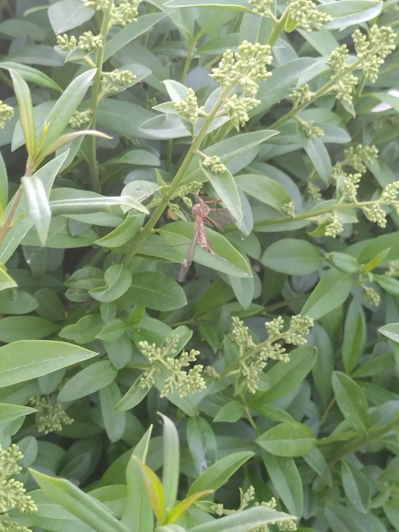 Eine erwachsene Kohlschnake sitzt auf den Blättern und Knospen einer grünen Pflanze.