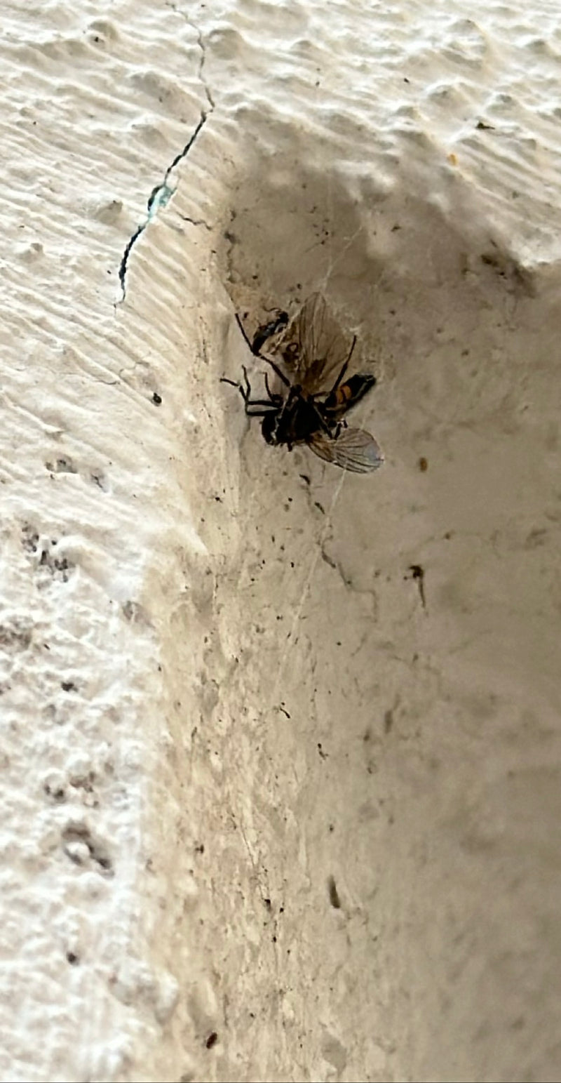 Eine Gemeine Schwebfliege sitzt auf einer strukturierten, hellen Wand.