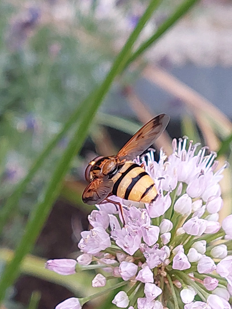 Eine Gemeine Schwebfliege sitzt auf einer hellen Blüte und nimmt Nahrung auf. Im Hintergrund sind grüne Halme zu sehen.