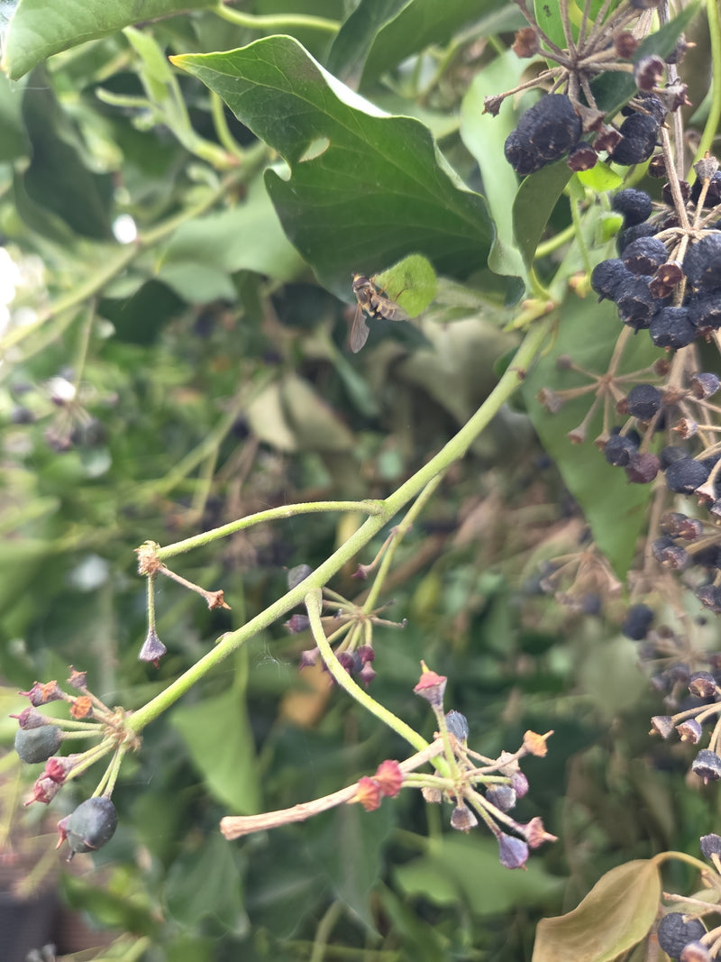 Eine Gemeine Schwebfliege sitzt auf der Unterseite eines Efeublatts. In der Umgebung sind Stängel und dunkle Beeren des Efeus zu sehen.