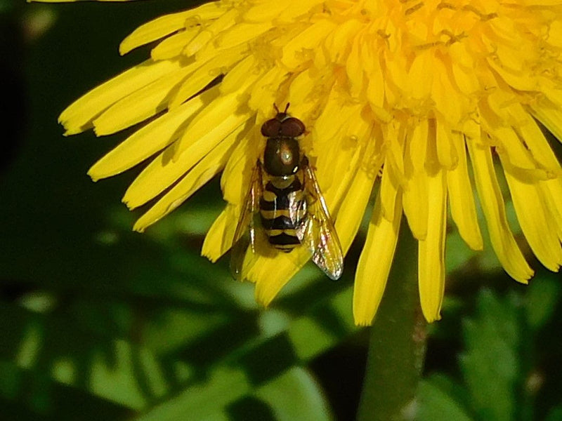 Auf einer leuchtend gelben Blüte sitzt eine Gemeine Schwebfliege von oben. Die charakteristische Schwarz-Gelb-Zeichnung des Abdomens ist gut zu erkennen.