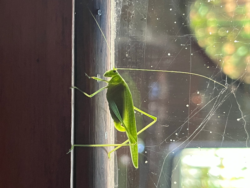 Gemeine Sichelschrecke — Bild 3 von 3