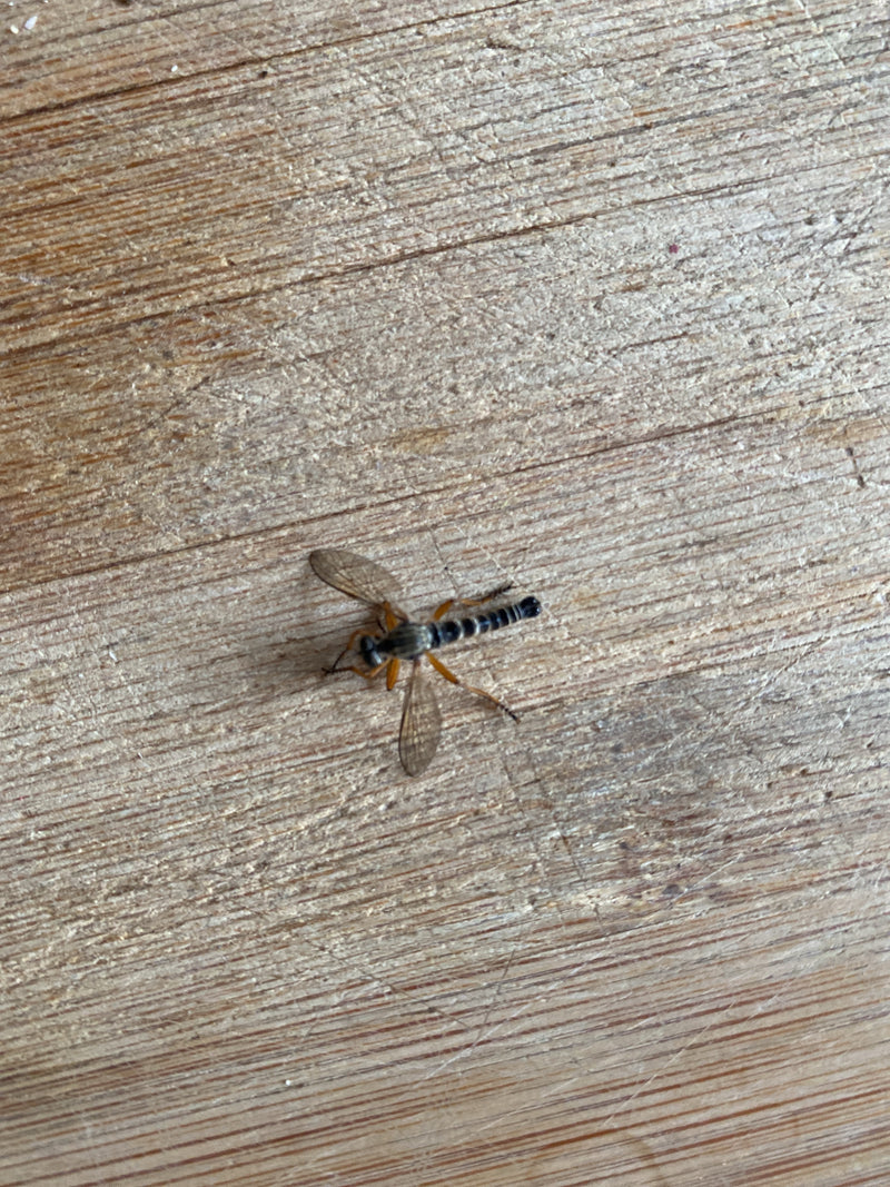 Gemeine Tanzfliege — Bild 1 von 16