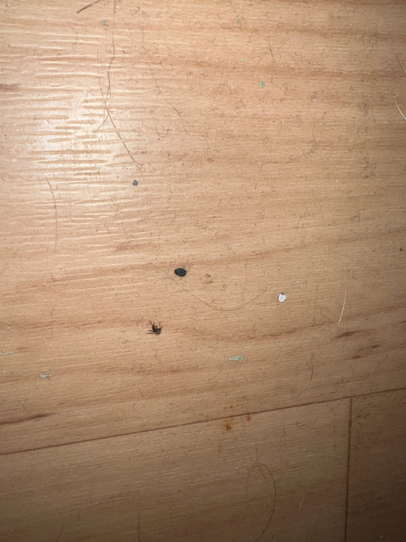 Auf einem holzfarbenen Fußboden sitzt eine kleine Trauermücke. Das Insekt ist stark verkleinert dargestellt.
