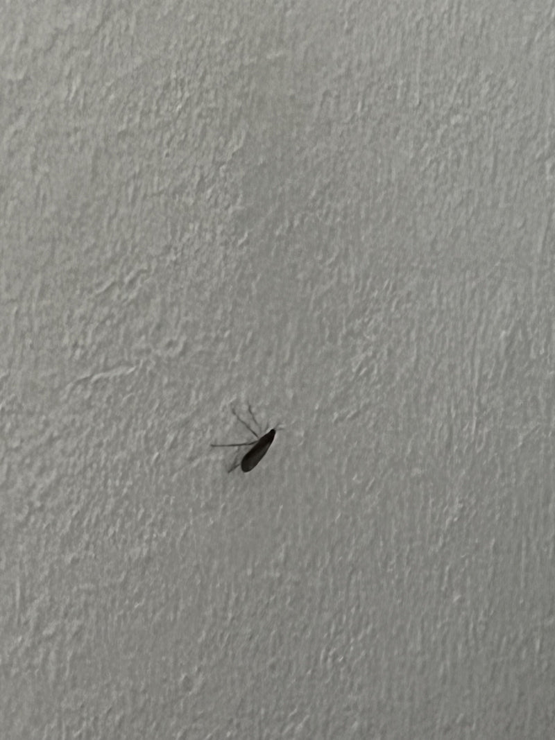 Eine Gemeine Trauermücke sitzt auf einer hellen, strukturierten Wand. Das Insekt ist gut zu erkennen.