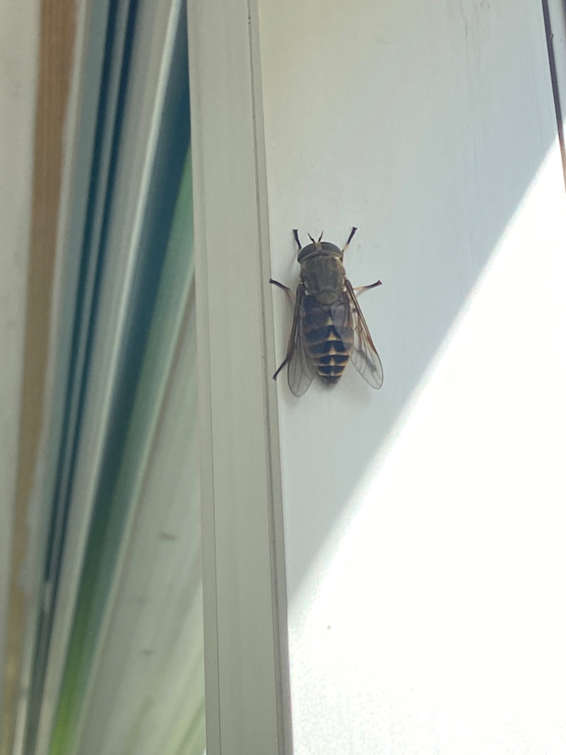 Auf dem Bild ist eine Gemeine Viehbremse zu sehen, die auf einem hellen Fensterrahmen ruht. Das Insekt ist von oben fotografiert und zeigt seine charakterist...