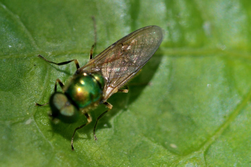Gemeine Waffenfliege — Bild 3 von 3