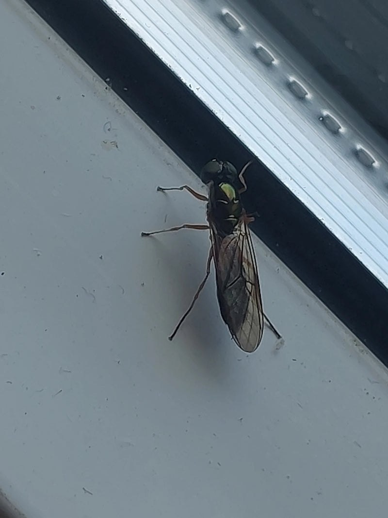 Eine Gemeine Waffenfliege sitzt auf einem weißen Fensterrahmen. Ihr metallisch grüner Thorax ist deutlich zu erkennen.