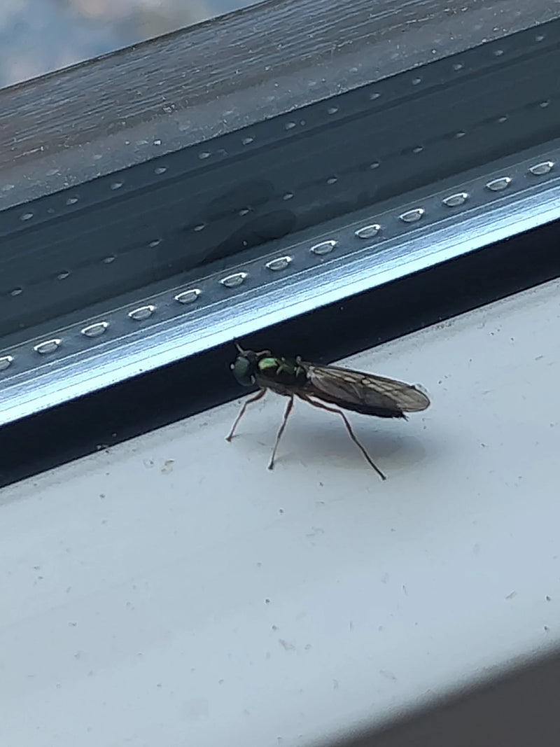 Eine Gemeine Waffenfliege sitzt auf einer weißen Fensterbank. Ihr metallisch grüner Thorax und die dunkel gefärbten Flügel sind gut zu erkennen.