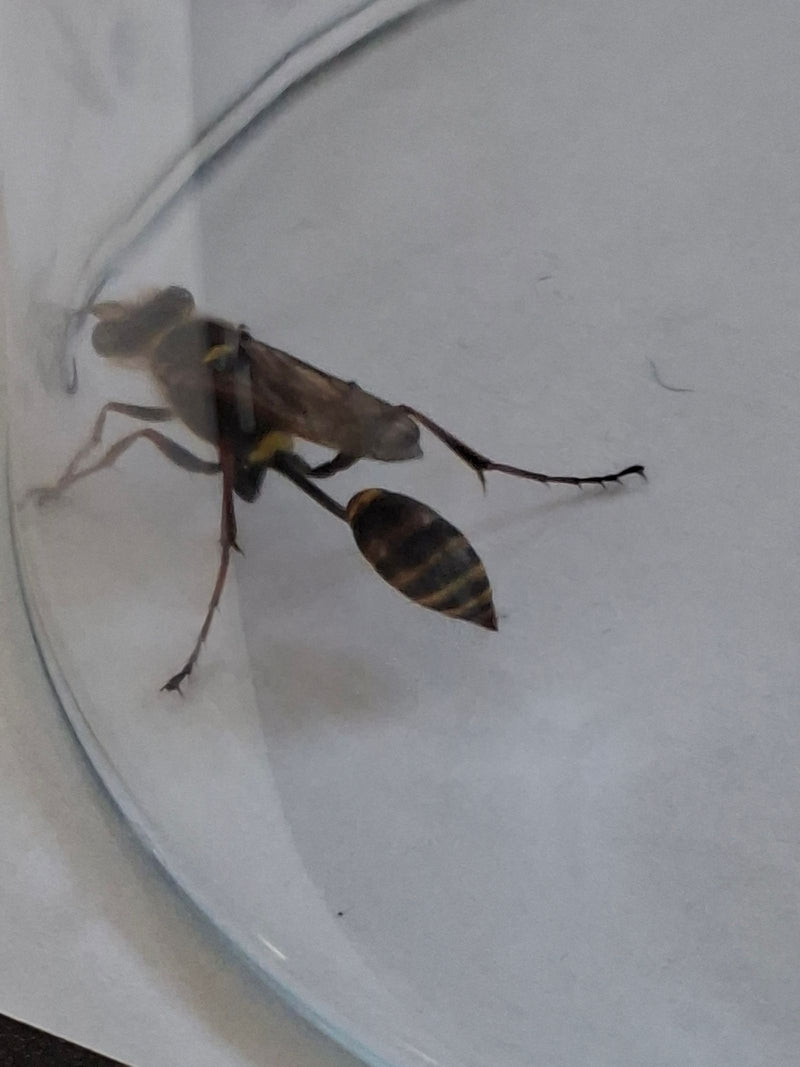 Gemeine Waldschwebfliege — Bild 3 von 3