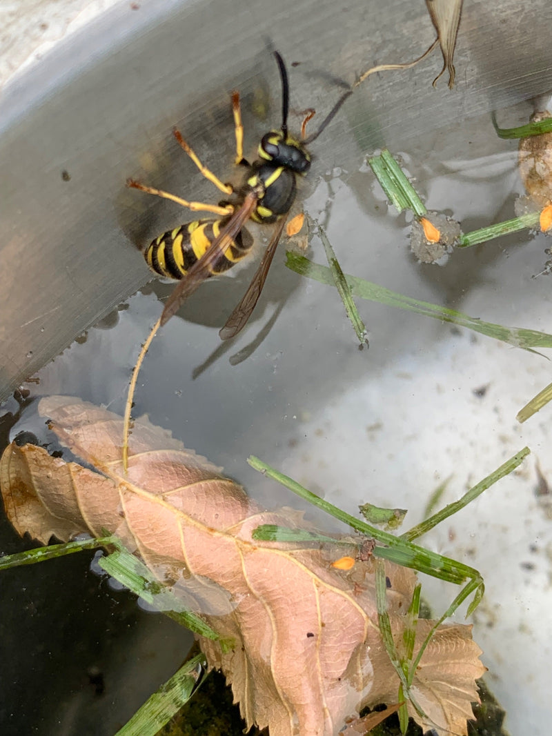 Gemeine Wespe — Bild 4
